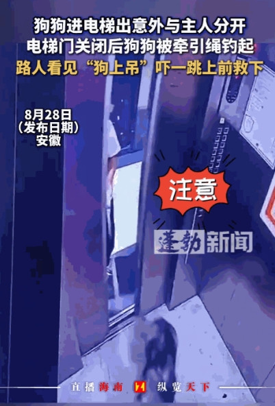 “这也太吓人了！”安徽，狗主人遛完狗回家，可狗刚进电梯门就关上了，狗主人被留在外
