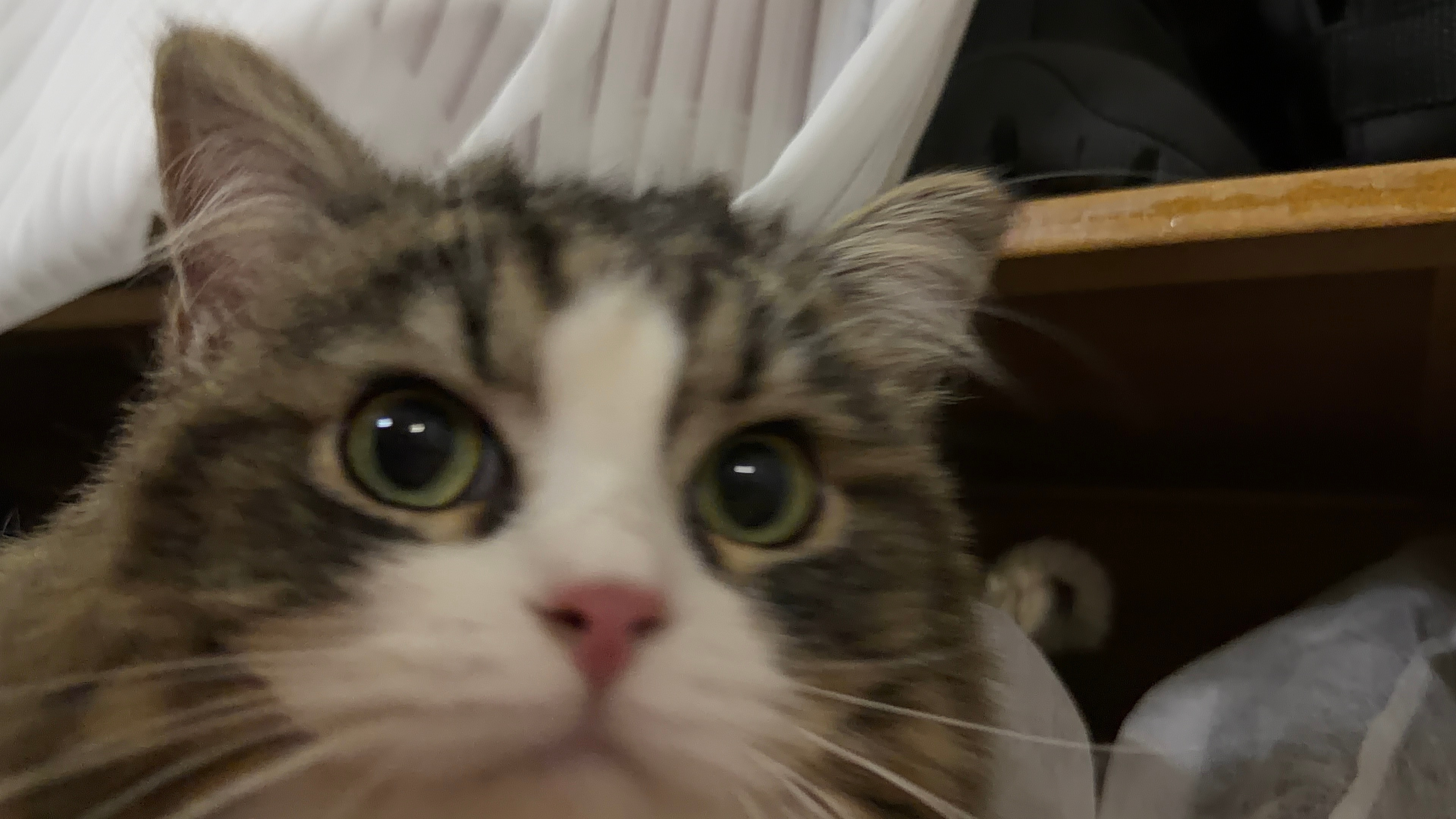 冷酷猫猫头