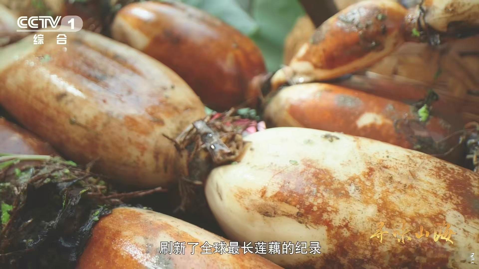 湖北有世界第一长莲藕作为中国莲藕人工栽培起源地之一，蔡甸的种藕历史真的很有说服力