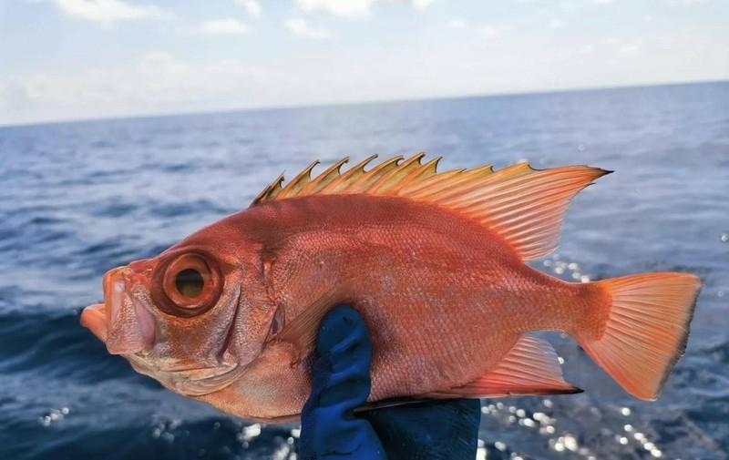 看到有人提议，台岛的事先放放，登陆钓鱼岛你看看日本会怎么样？大不了对峙呗，下决心