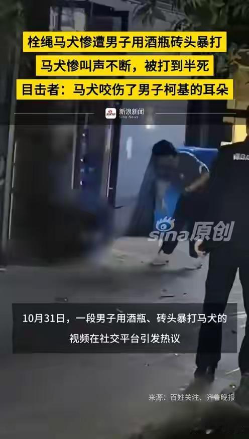 “人不可貌相！”杭州青山湖，一只拴绳马犬被柯基挑衅轻咬，柯基主竟抡酒瓶砖头砸狗2