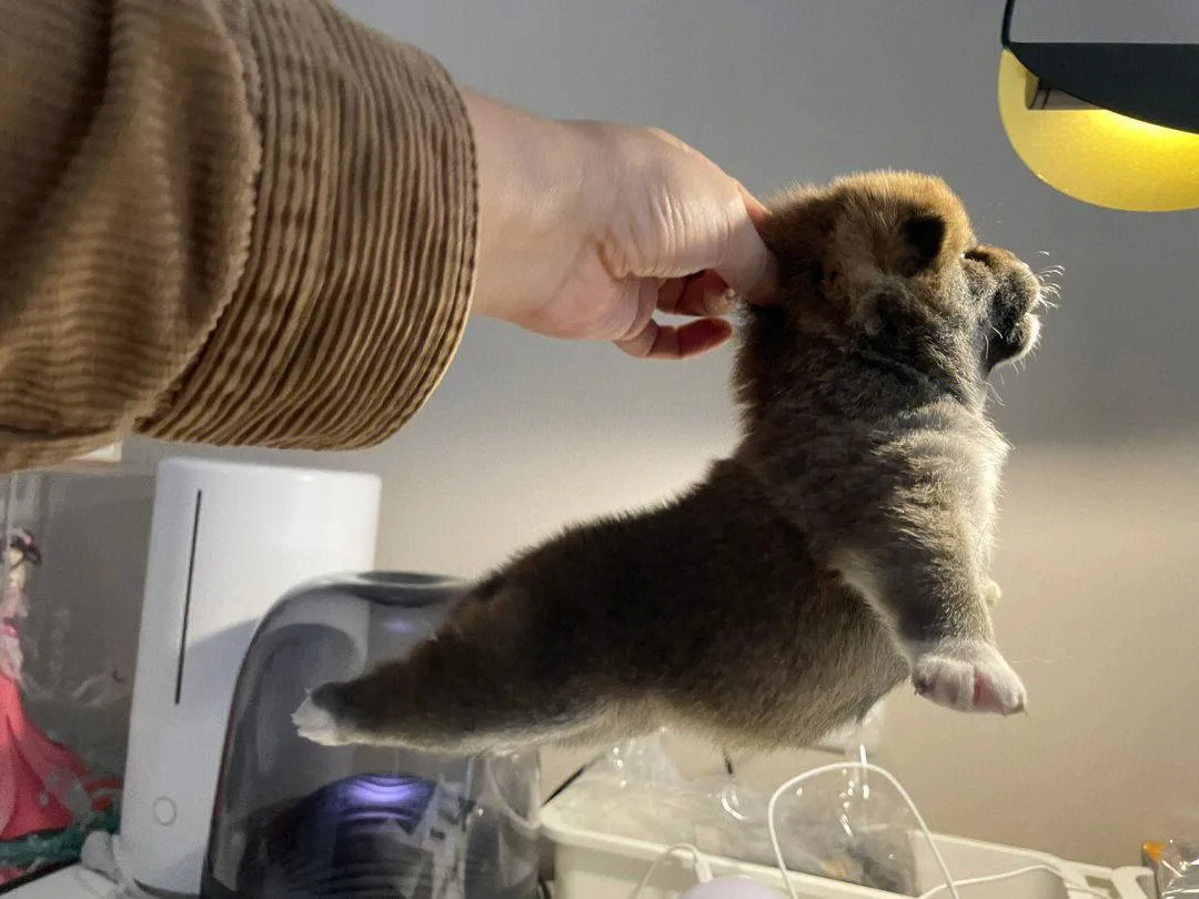 小狗变成小飞机，真的好可爱啊！