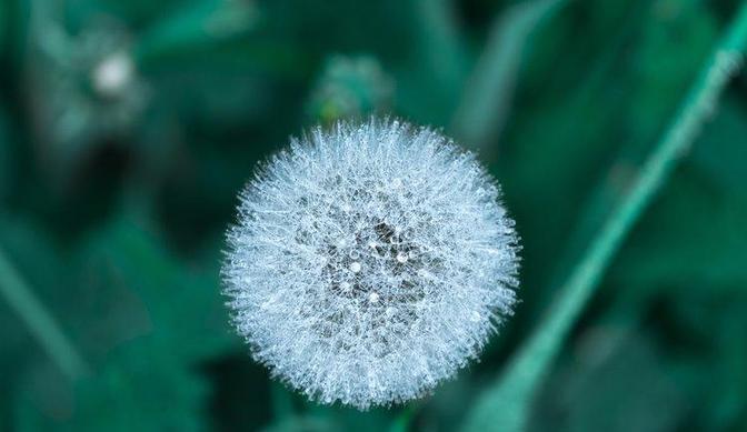 中药又立功？蒲公英可杀死98%癌细胞、消除结节？揭开研究真相!近期，一则关于蒲
