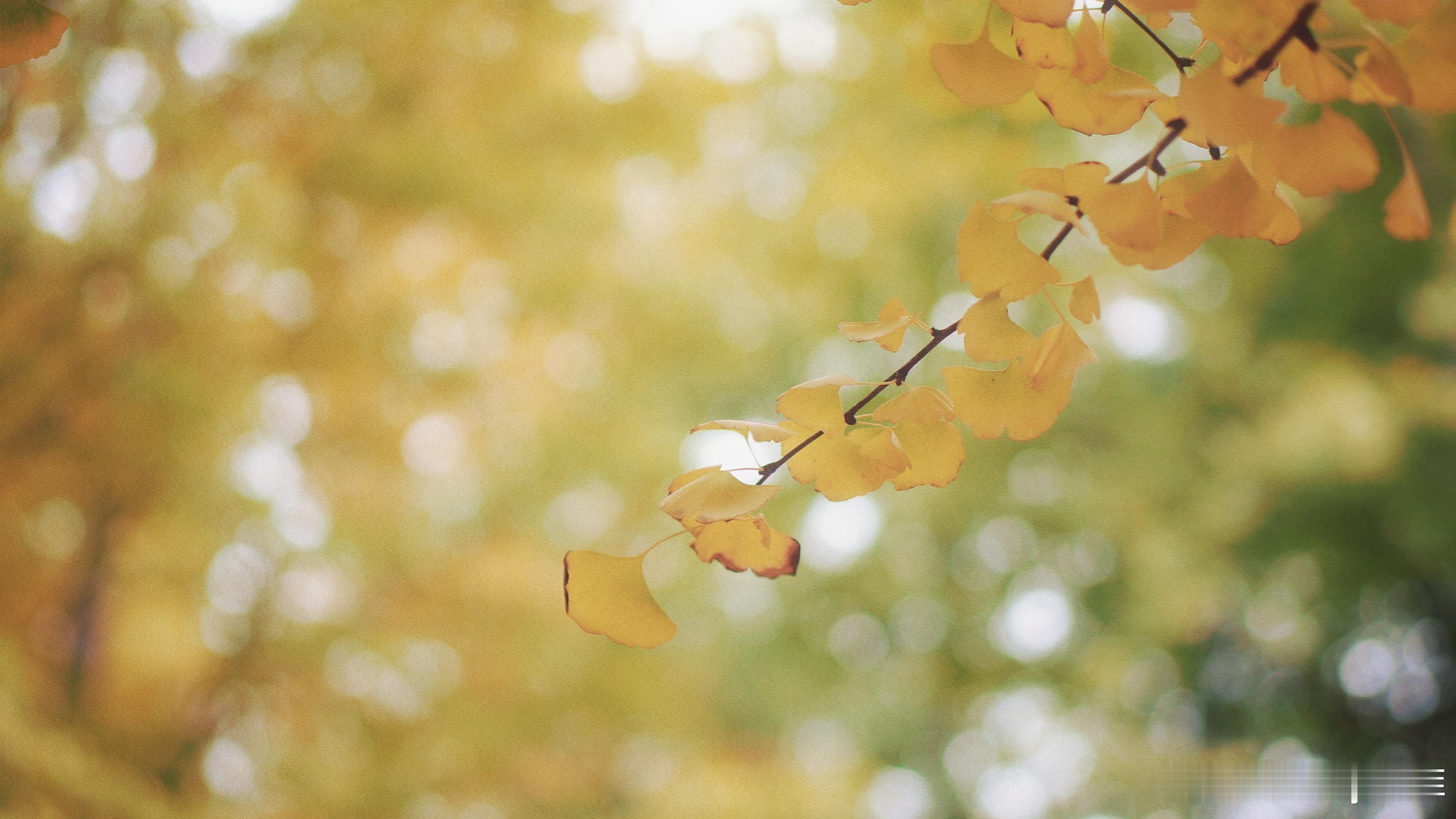 奥森秋日，静美如斯。🌞[比心]摄影/后期：​​​