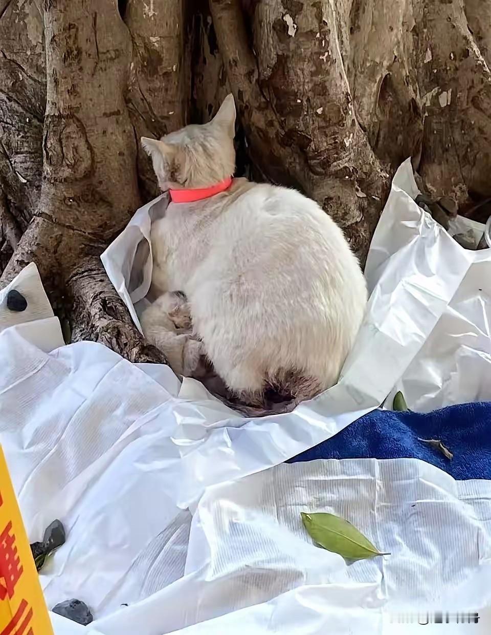 真是太狠心了，大猫和刚出生的小猫一起被遗弃在路边。大猫紧紧护住身下的几只小猫，眼