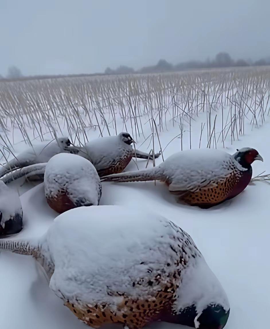这就是野鸡的生活家养的鸡就幸福很多，不用愁吃喝，尤其是蛋鸡养殖，冬天加温，夏天