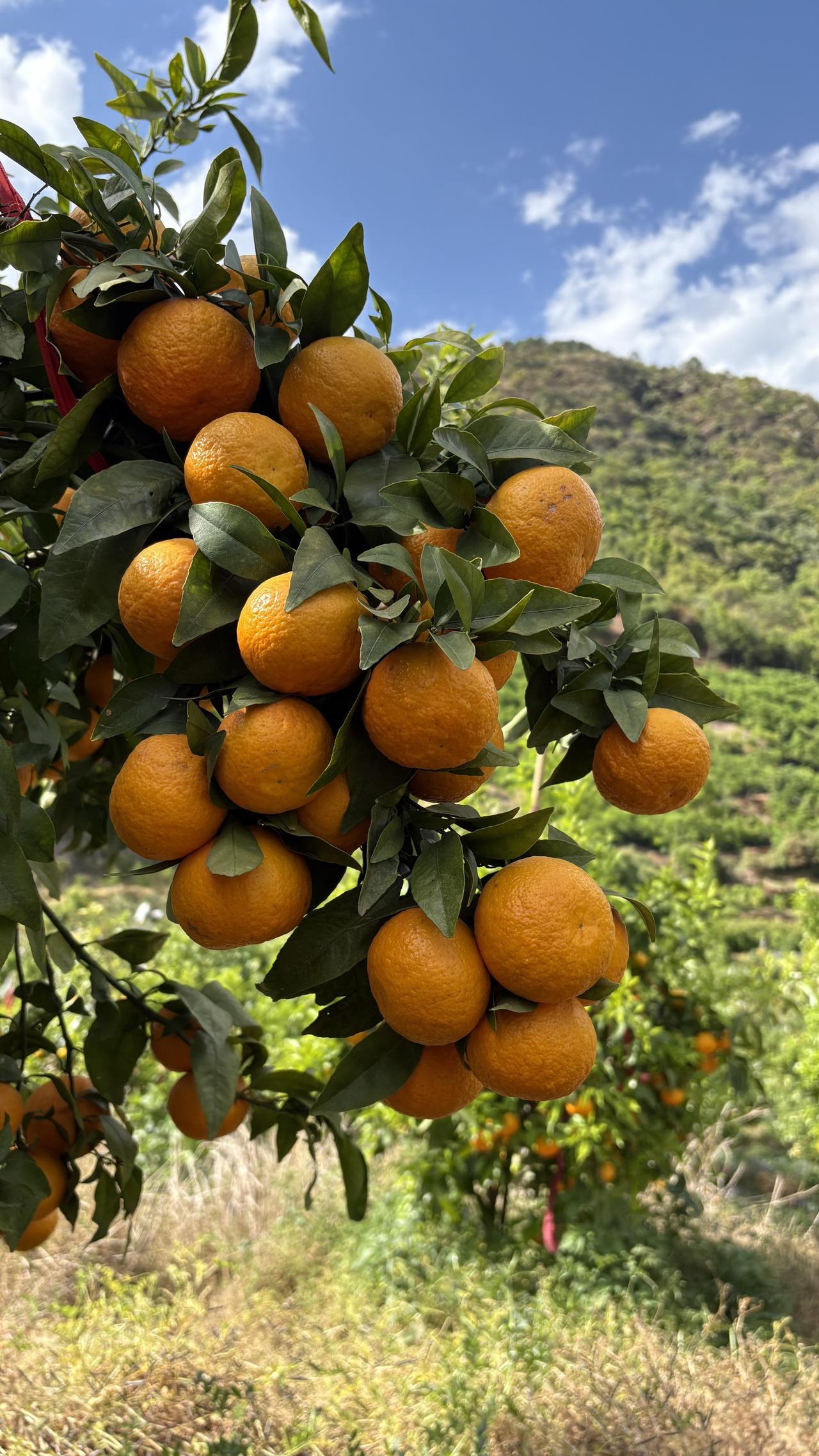 这是攀枝花本地的沃柑水果，在偌大的攀枝花地区，都是种植芒果，枇杷，桑葚，樱桃等等