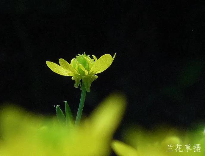 金黄亮眼的毛茛。松下相机拍摄于公园的绿篱树下。