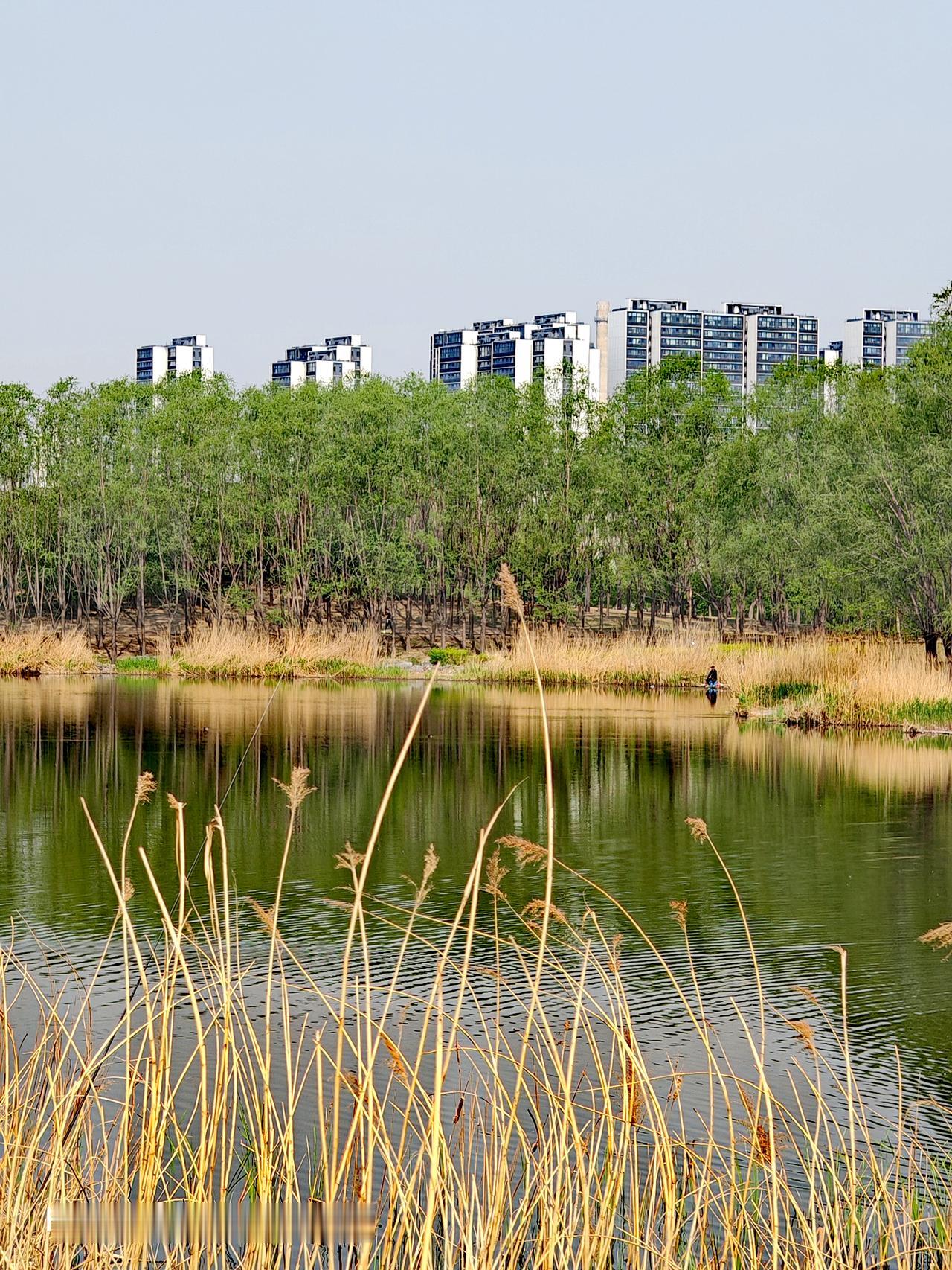 朝阳区马家湾湿地公园简直是宝藏地！它在东五环外，占地71万平方米，水域就有26万