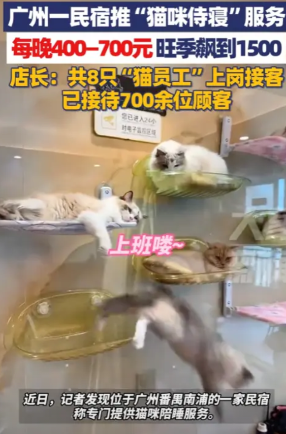 “简直就是捡钱！”8月27日，广州，一民宿老板为了赚钱，养了8只猫，只为让猫咪陪