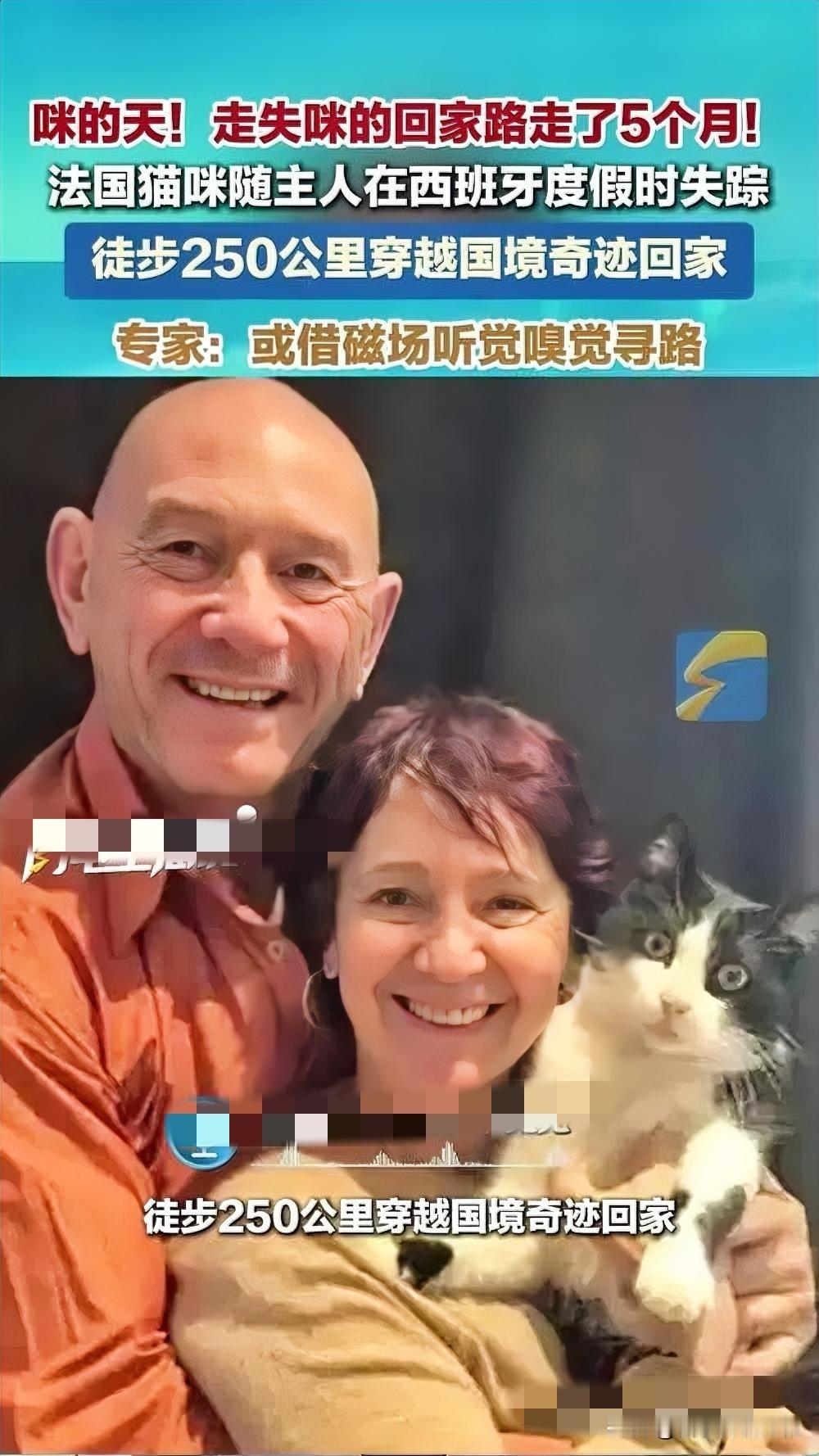 一只法国猫咪在西班牙度假时意外走丢，主人焦急万分，四处张贴寻猫启事却无果。没想到