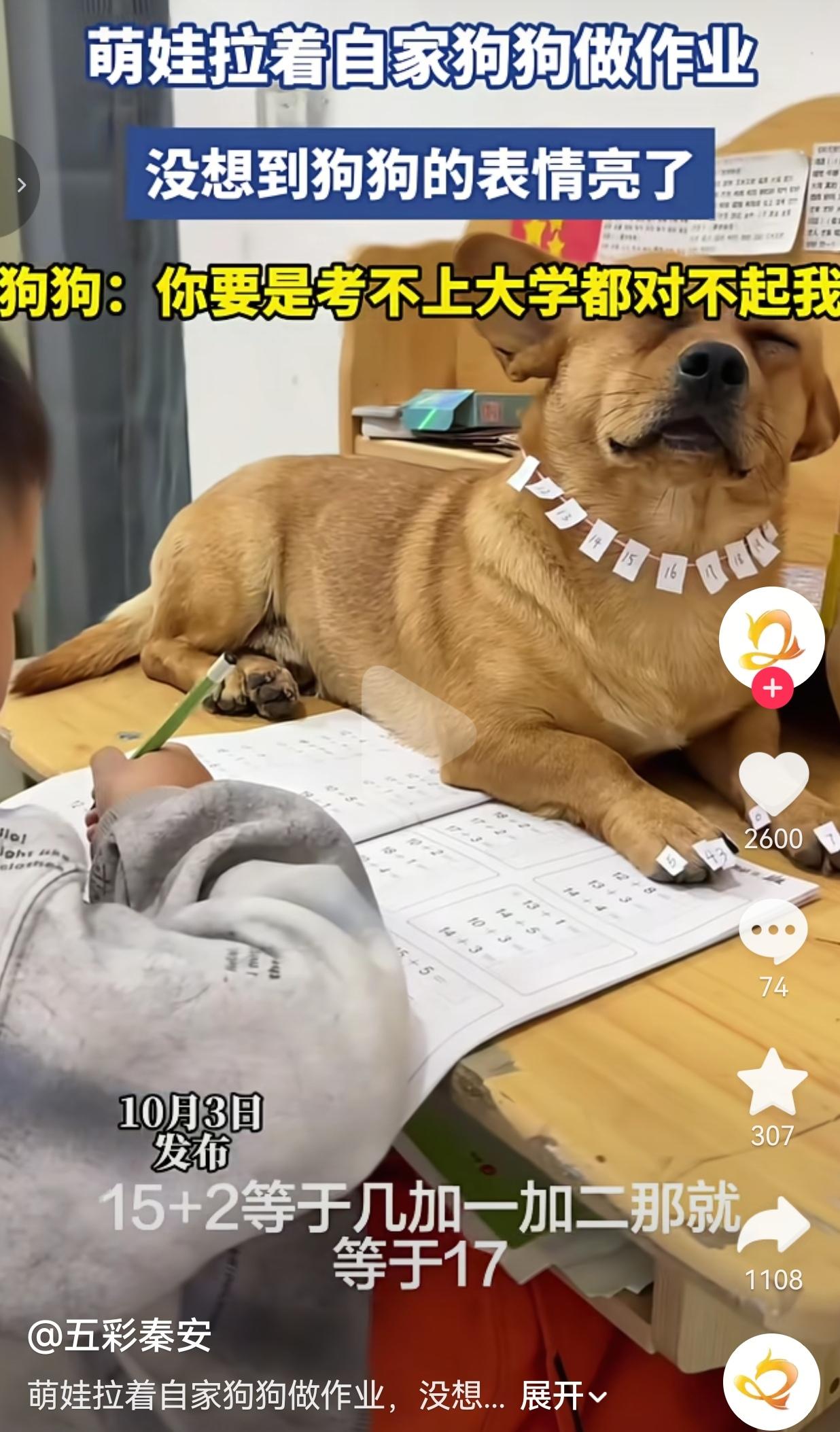 笑不活了。现在连狗，都逃不掉陪读这一关了。10月3日，甘肃秦安，家里这只普普通通