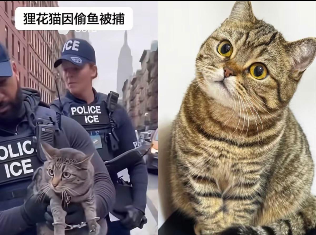 中华狸花猫在美国上演“鱼跃超市”，宁死不吃汉堡三明治警察也无奈一只中华狸