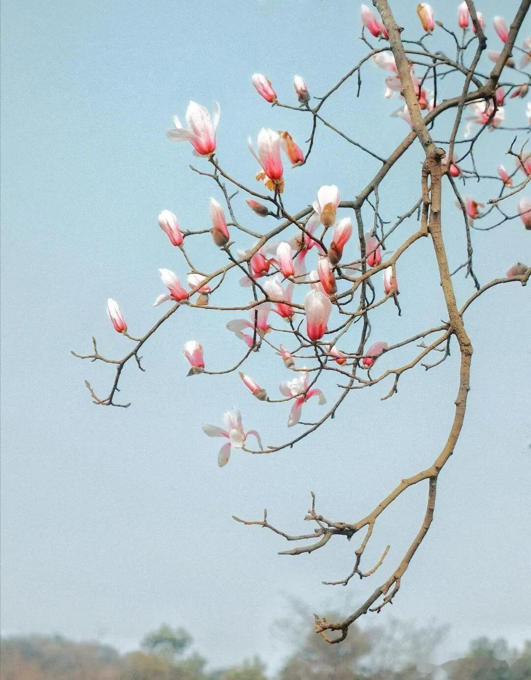 人，最大的愚蠢就是:话多人，最高的境界就是:沉默人，最傻的行为就是:炫耀人，最糟