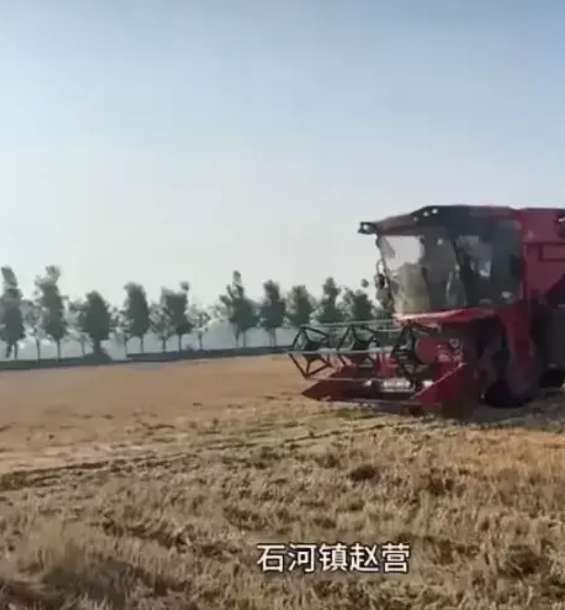 亳州出名了，天价西瓜秧子  5月29日，安徽亳州石河镇赵营村，外地来的小麦收割