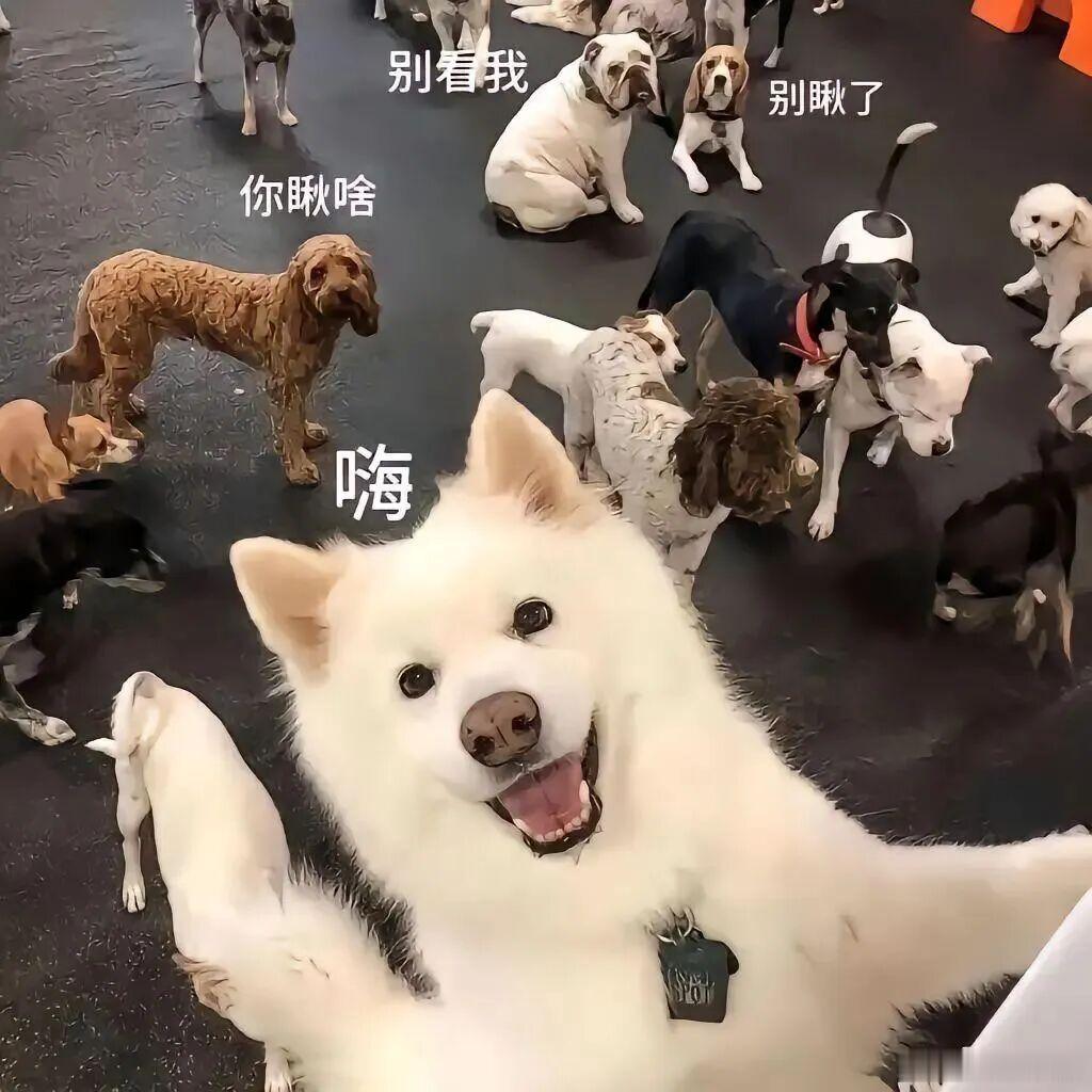 我已经接受了我的平庸，但是我领导不接受。