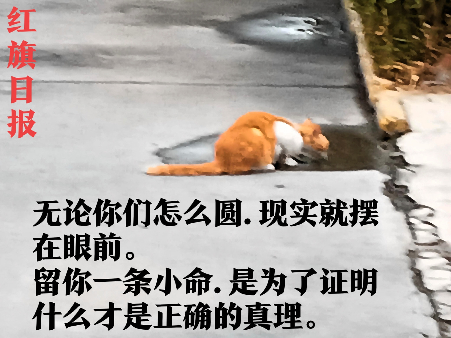红旗日报：留你一命.证明了一切。