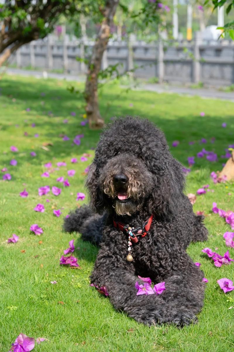 旺财狗狗迎新年，大黄金毛吉娃娃，牧羊柴犬带好运