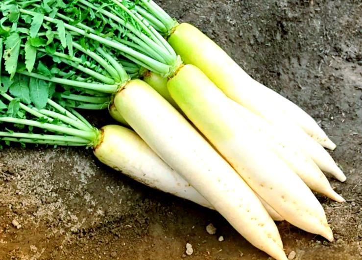 萝卜是高血糖的催化剂？医生告诫：不想血糖飙升，3物别多吃！很多人看到"萝卜含