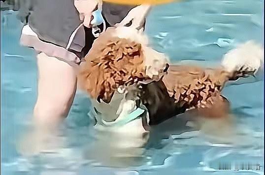 这下彻底傻眼了吧？三亚带狗硬闯泳池的女子，终于为自己的嚣张付出了真金白银的代价，