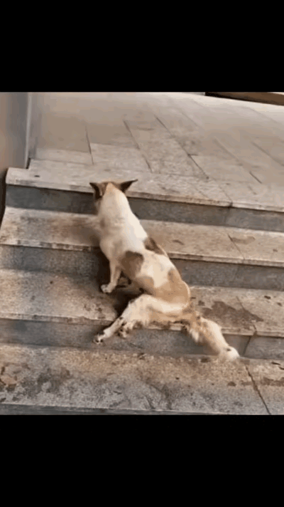 太残忍了！一位阿姨一大早去买早餐，当她来到经常买早餐的那家店的附近的时候，看到无