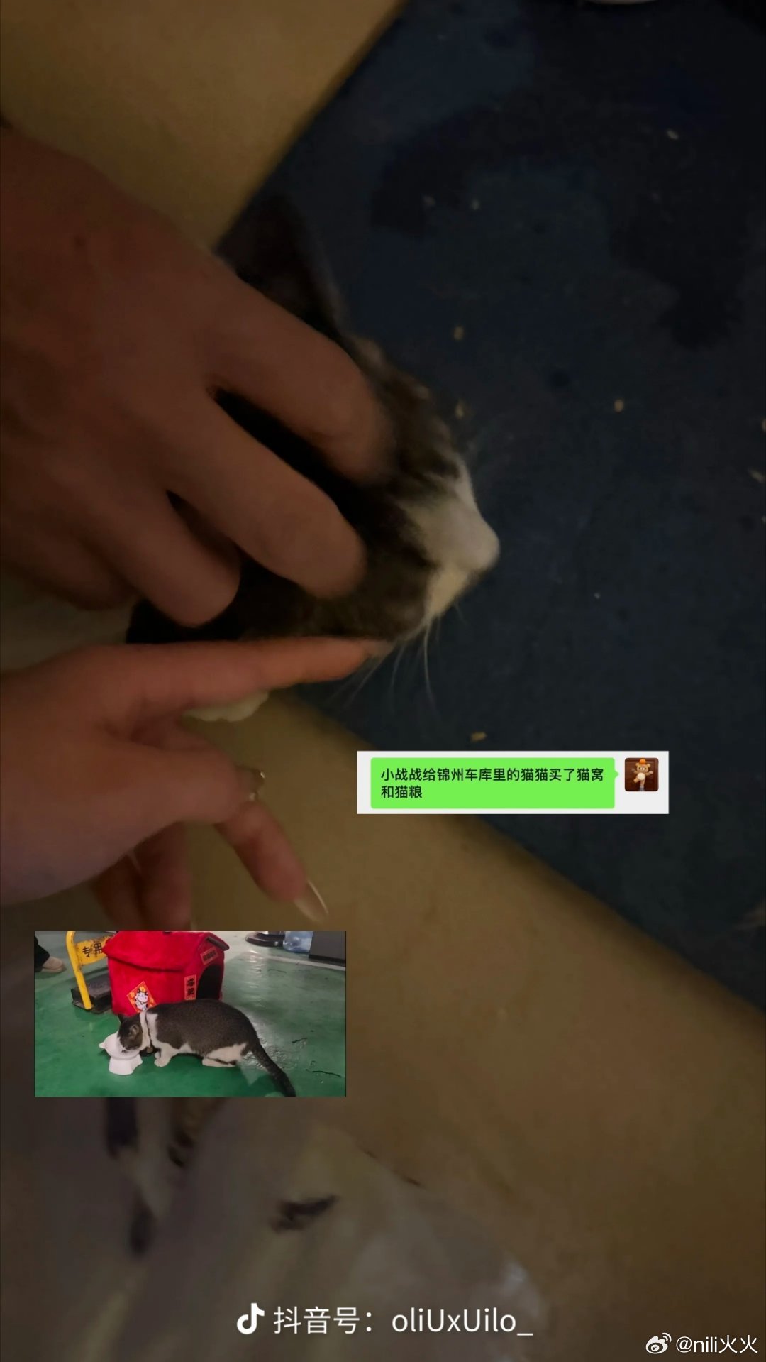 战战你就是漂亮又善良的神吧，给锦州车库里的一只叫“战战”的猫猫🐈买猫粮和猫窝，
