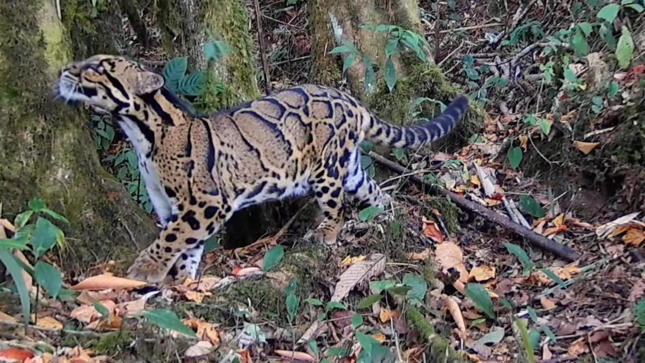 墨脱发现“龟纹豹”，犬齿长度为猫科动物之最！我国仅存不足百只2025年11月