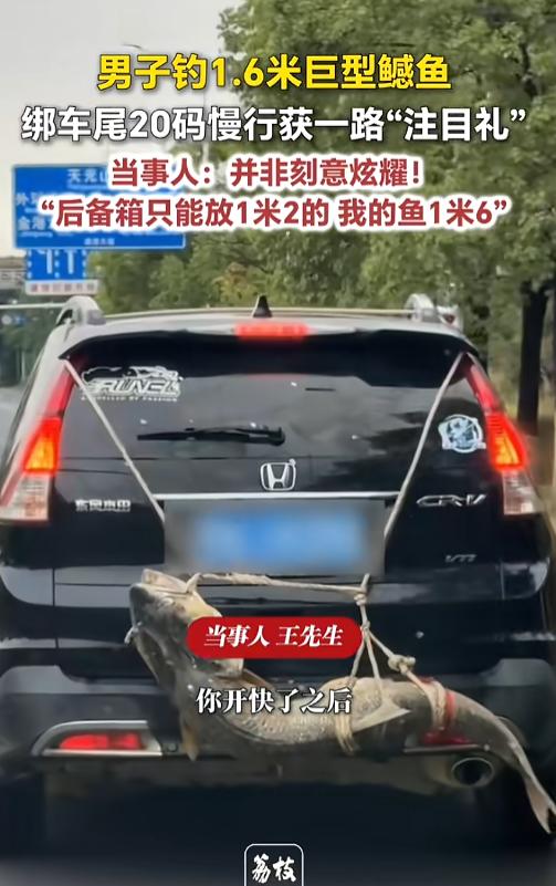 “绝对是故意的！”8月12日报道，湖北武汉，有网友发现，路上一辆车后面绑了条大鲶