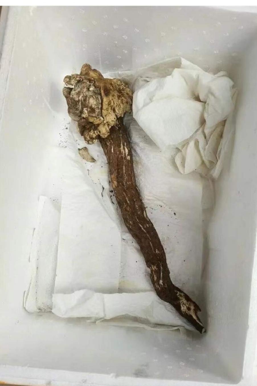 🔥炸场！昆明今年第一朵鸡枞上市，715克卖出天价。云南人的DNA动了！木水花市