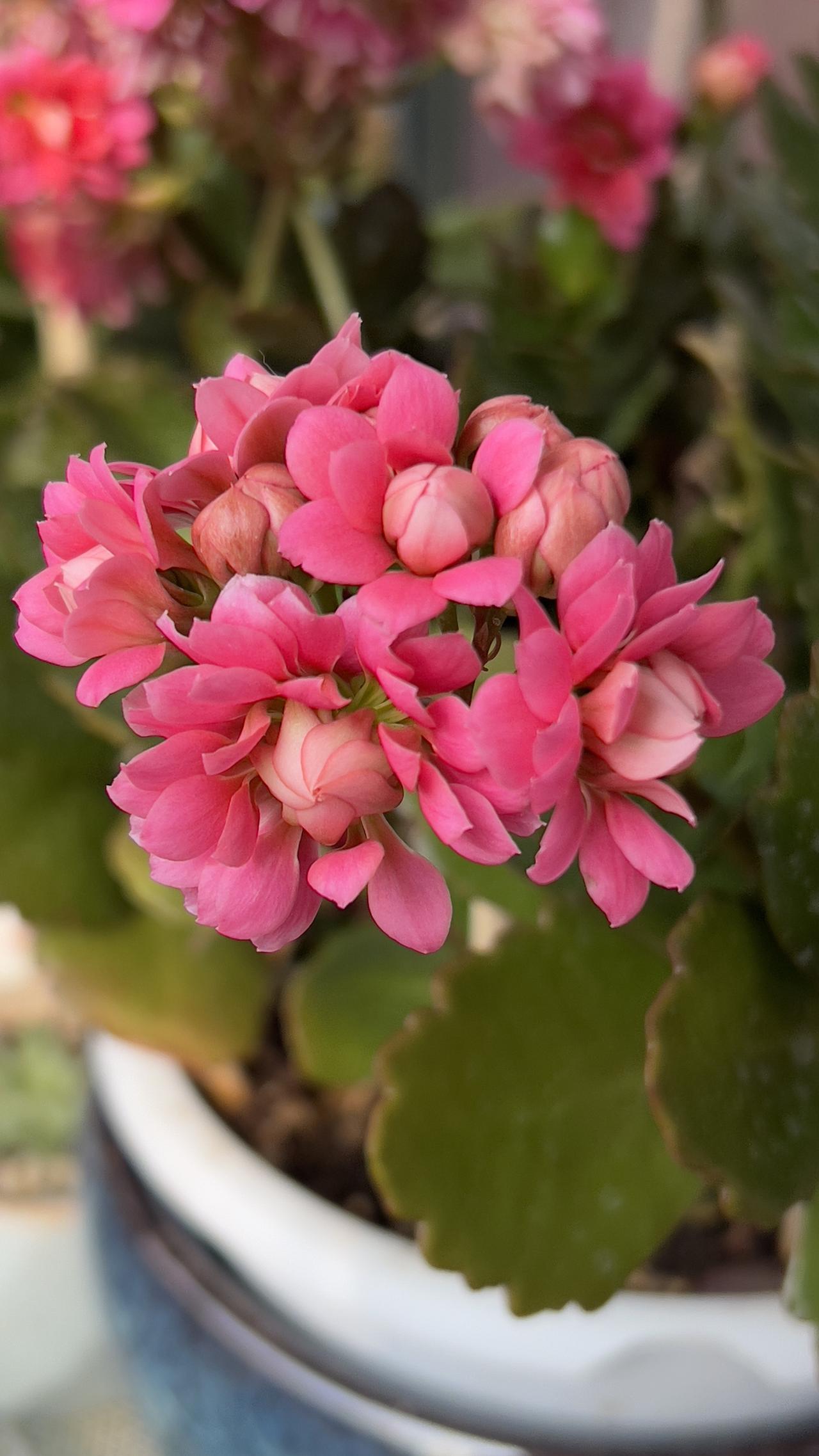 我家的长寿花还在开呢，那花团锦簇的模样可太招人喜欢了。好多人说自家的长寿花光长叶