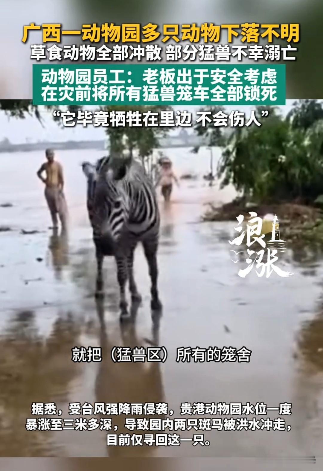 广西某动物园洪水来临之际，老板将所有的笼子都锁死，大量动物因此而溺亡还有很多动物