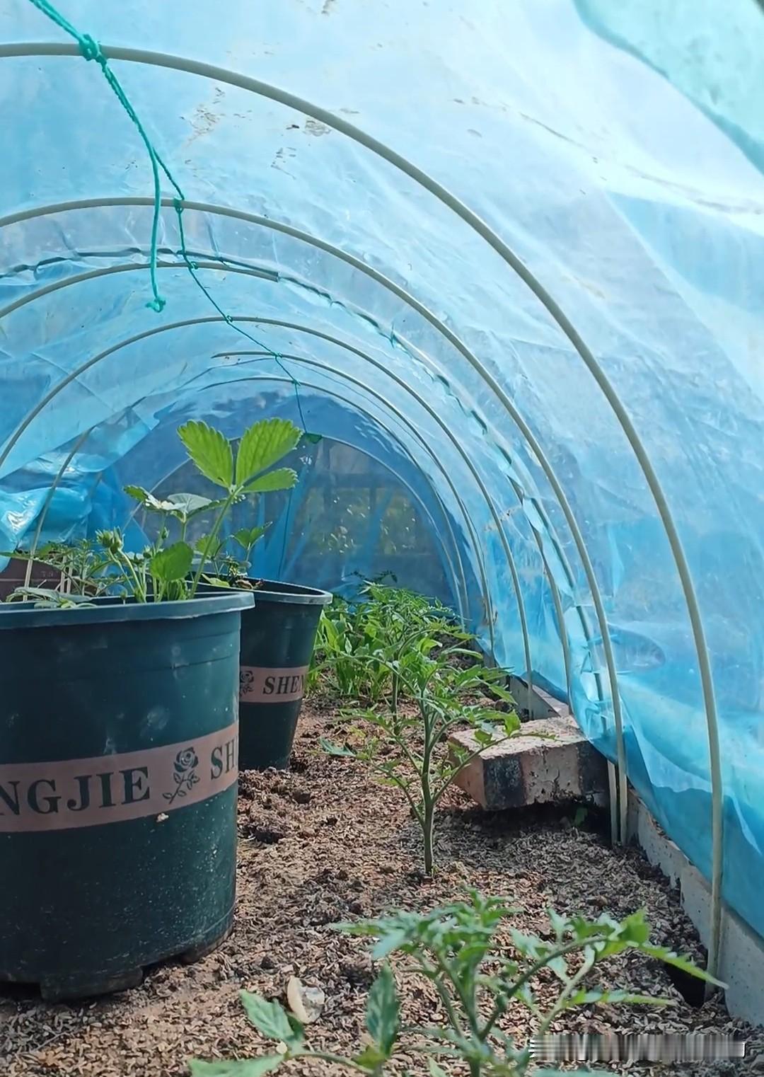 什么时候撤小拱棚?天气渐热，小菜园小拱棚可不能乱拆，操作不当菜苗一晒就蔫、缓