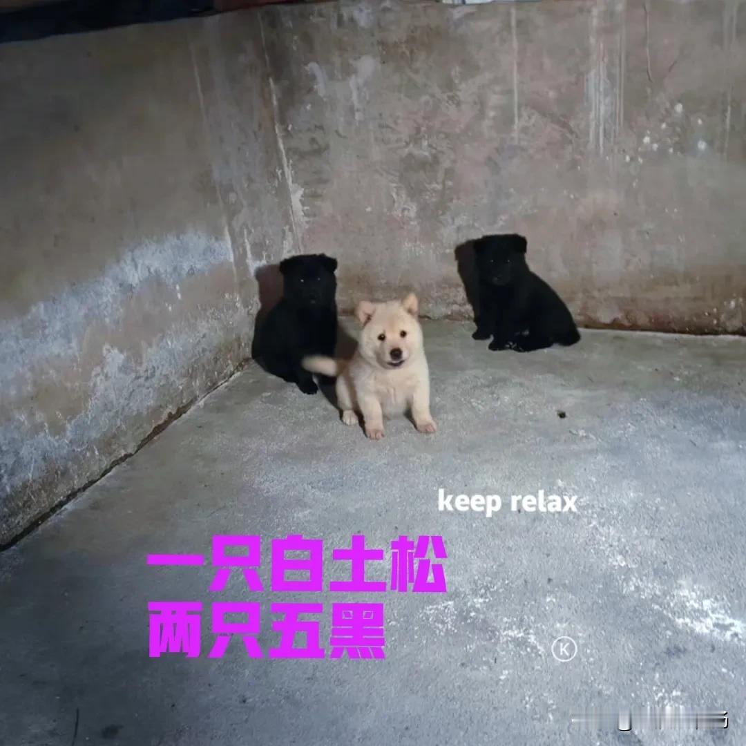 今天在网上看到一窝中华田园犬，现在还剩下三只小狗。一只白土松，两只五黑犬。小狗是