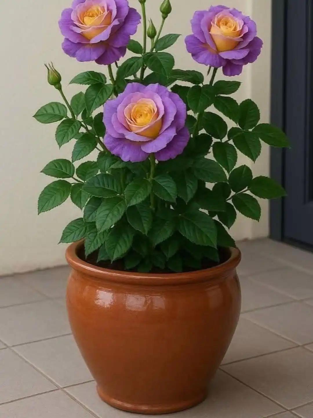 昨晚租客打电话来说这个周末要搬走了，说是公司不景气，回老家去发展了。租我房子已经