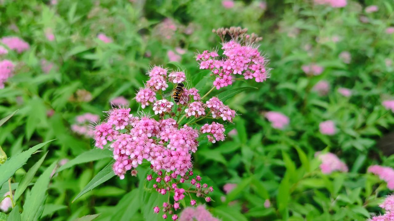 晒图笔记大赛今天拍到的一种花花，真是漂亮极了！随手拍，最美风景
