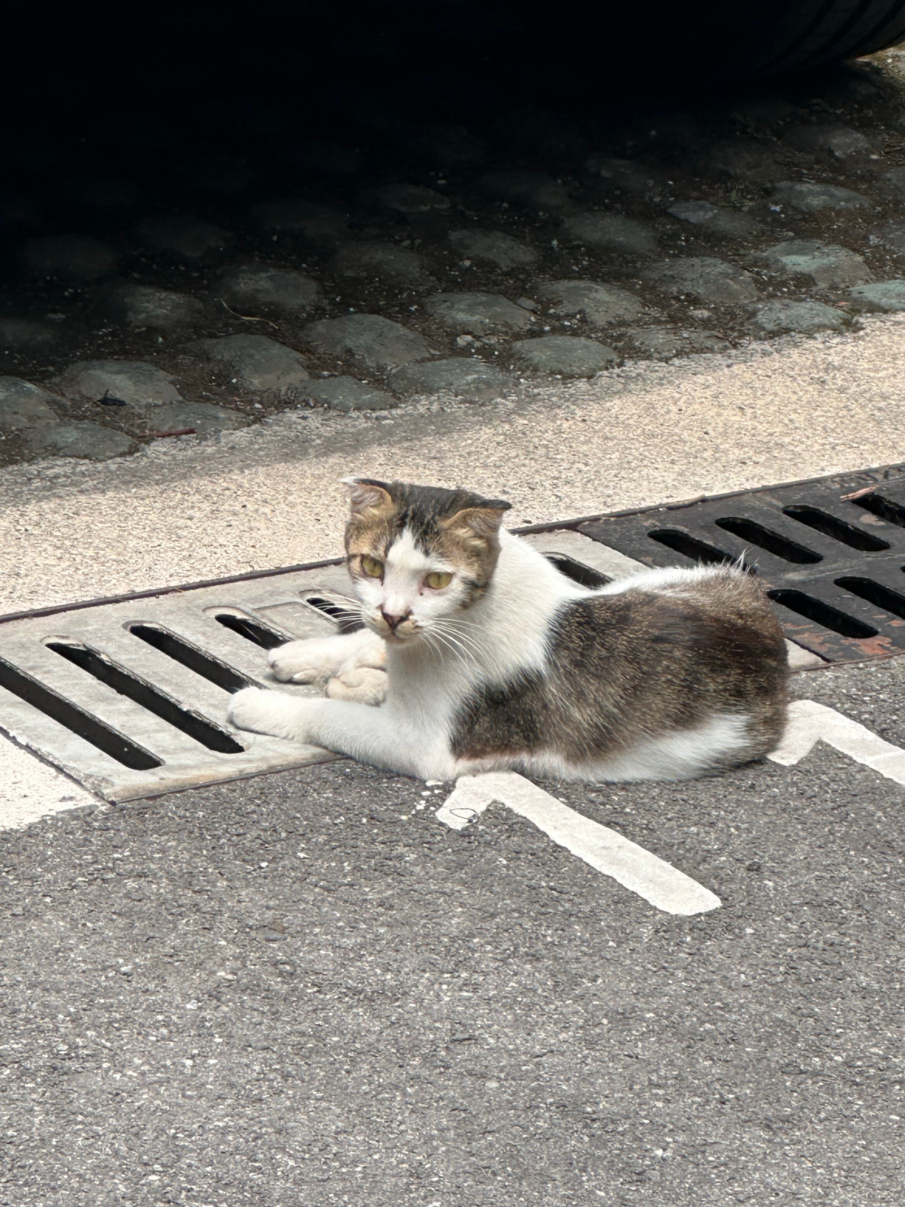 公司楼下的小折耳猫[大笑]​​​