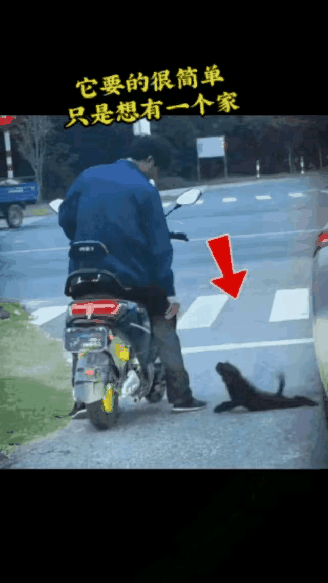 喂了几次火腿肠，小伙子被赖上了。小伙子上班途中经常碰到那只小小的流浪狗。他动了