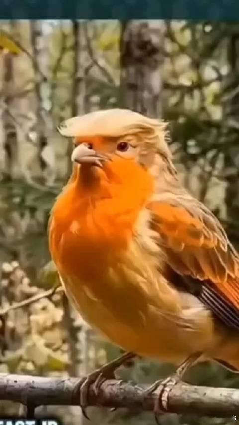 咱就说看到这张照片后你的第一反应是什么——这鸟好奇怪啊，一看就不是什么“好鸟”。