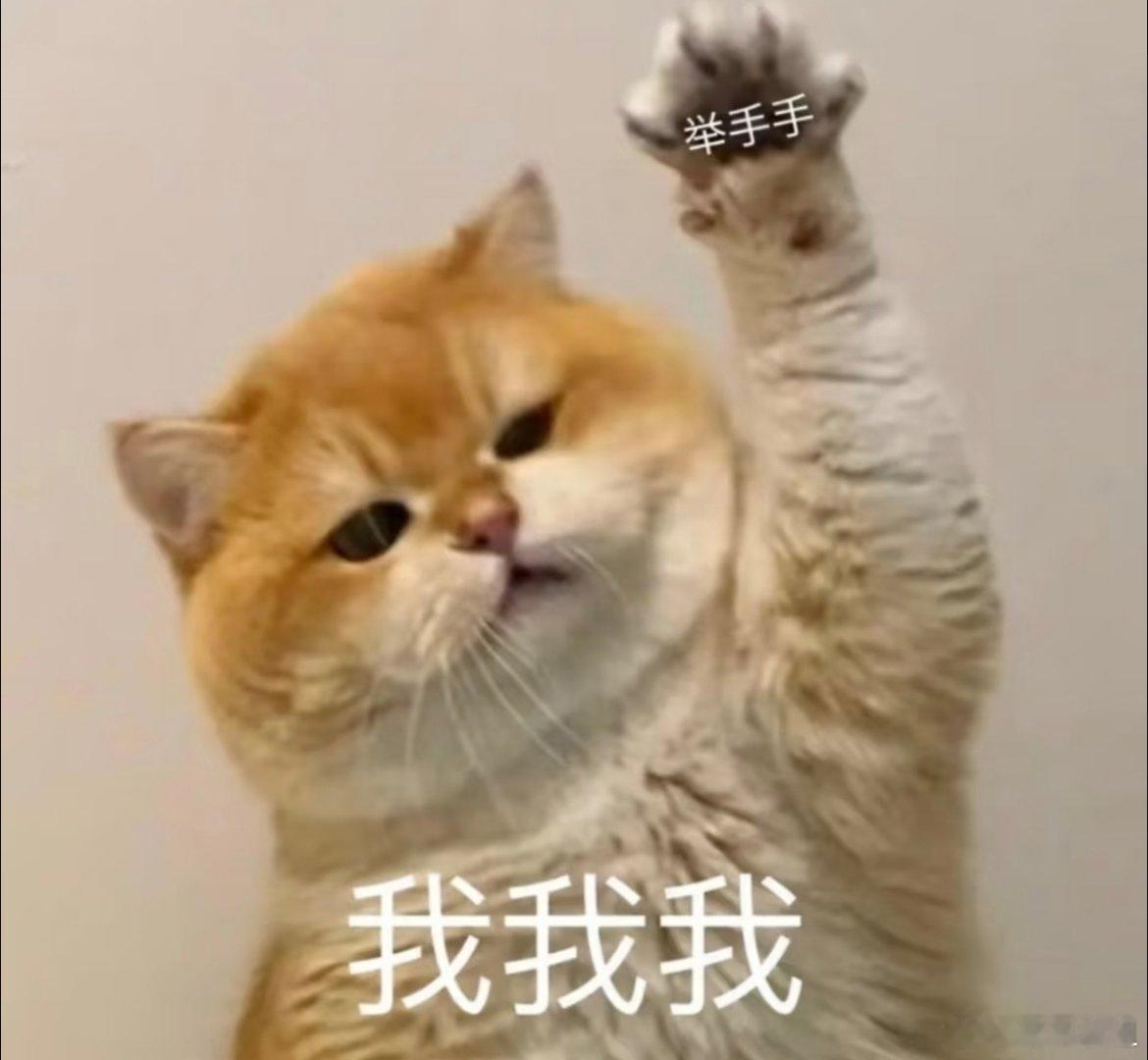 小猫可爱表情包​​​
