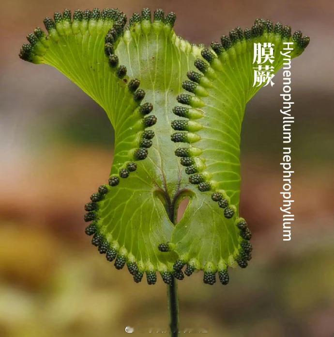 见过会“隐身”的蕨类吗？新西兰的Hymenophyllumnephrophyl