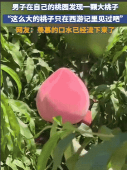 “彻底解释不清了！”山东，男子去果园摘桃子，不料，竟然发现了一颗大桃子，双手去抓