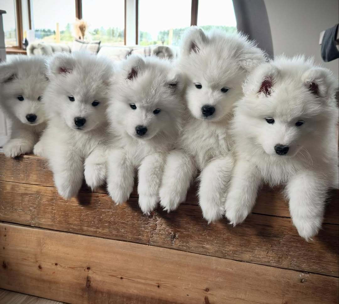 妈妈怎么还没来接我们耶