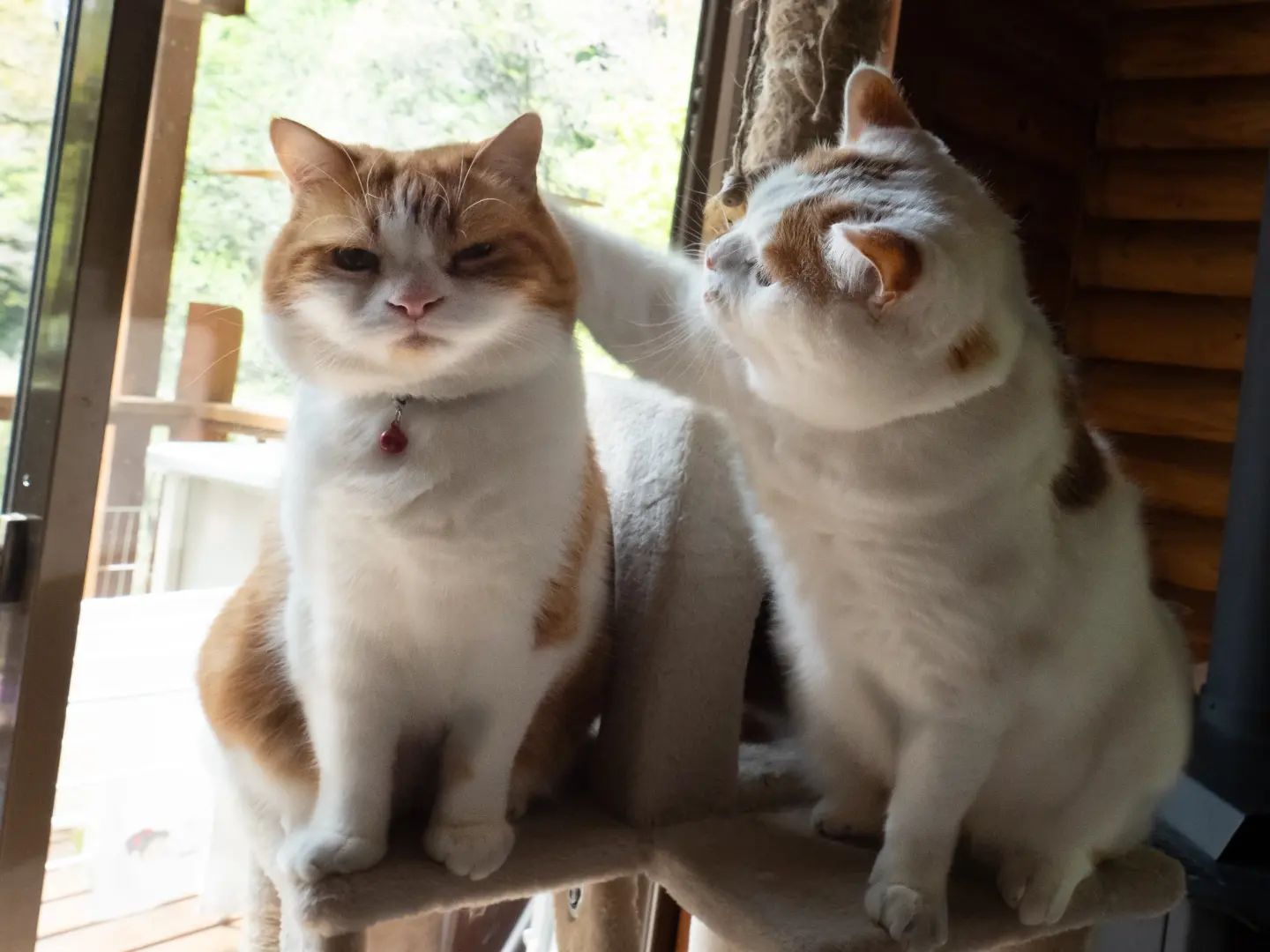 喂！叫大哥！我不服！服不服？