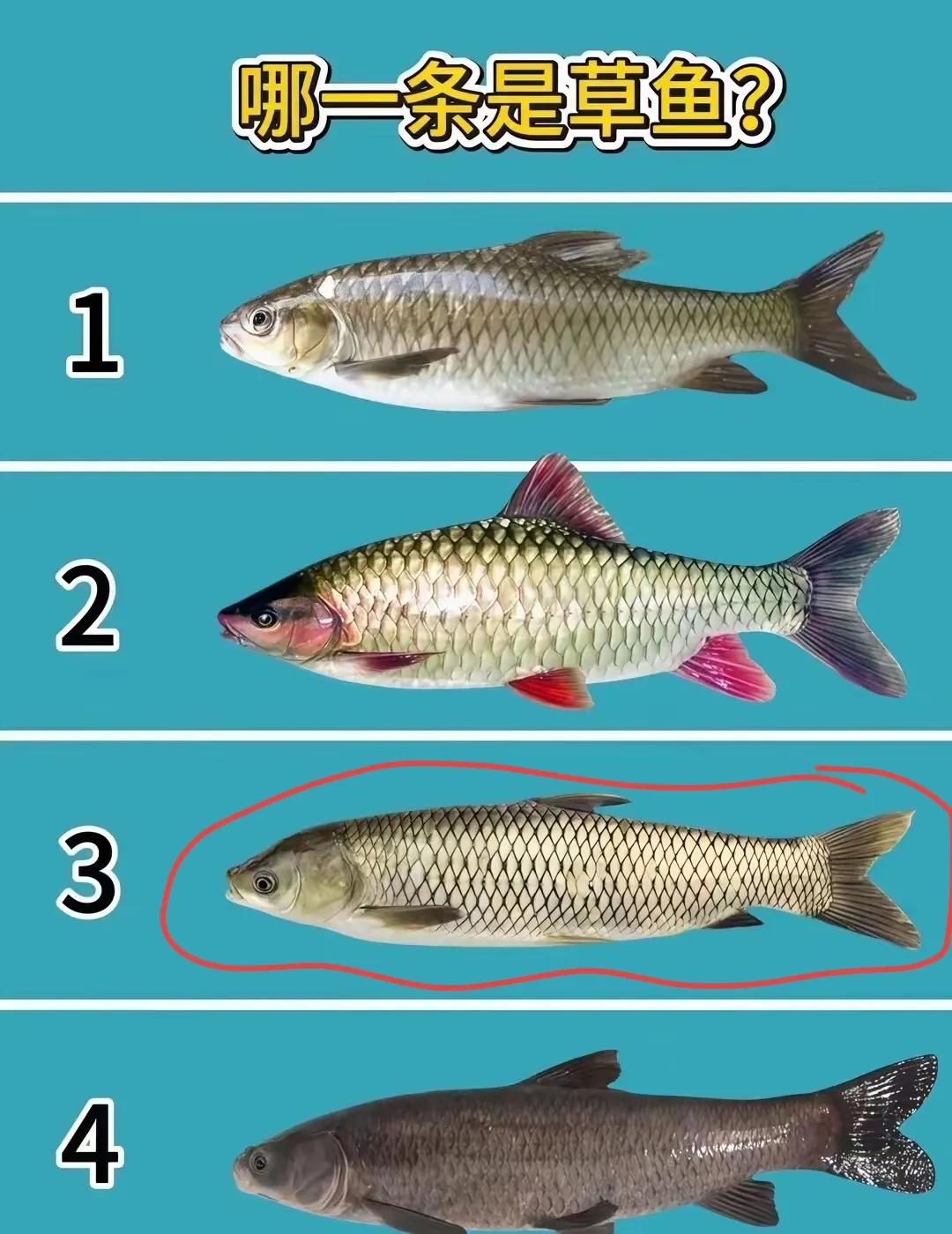 钓鱼爱好者，问一下你认识几种鱼🐟3号是草鱼吗？[作揖][玫瑰]