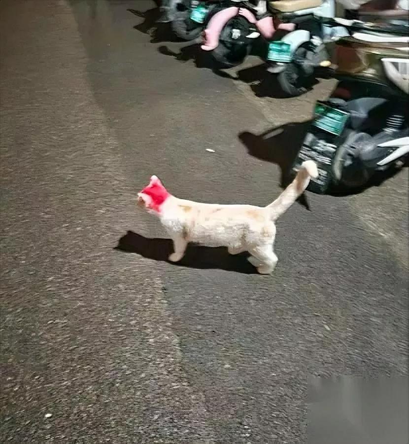 小区遇“染头猫”？女子怒了她拍下“虐待现场”发网上没想到评论区反转笑喷！