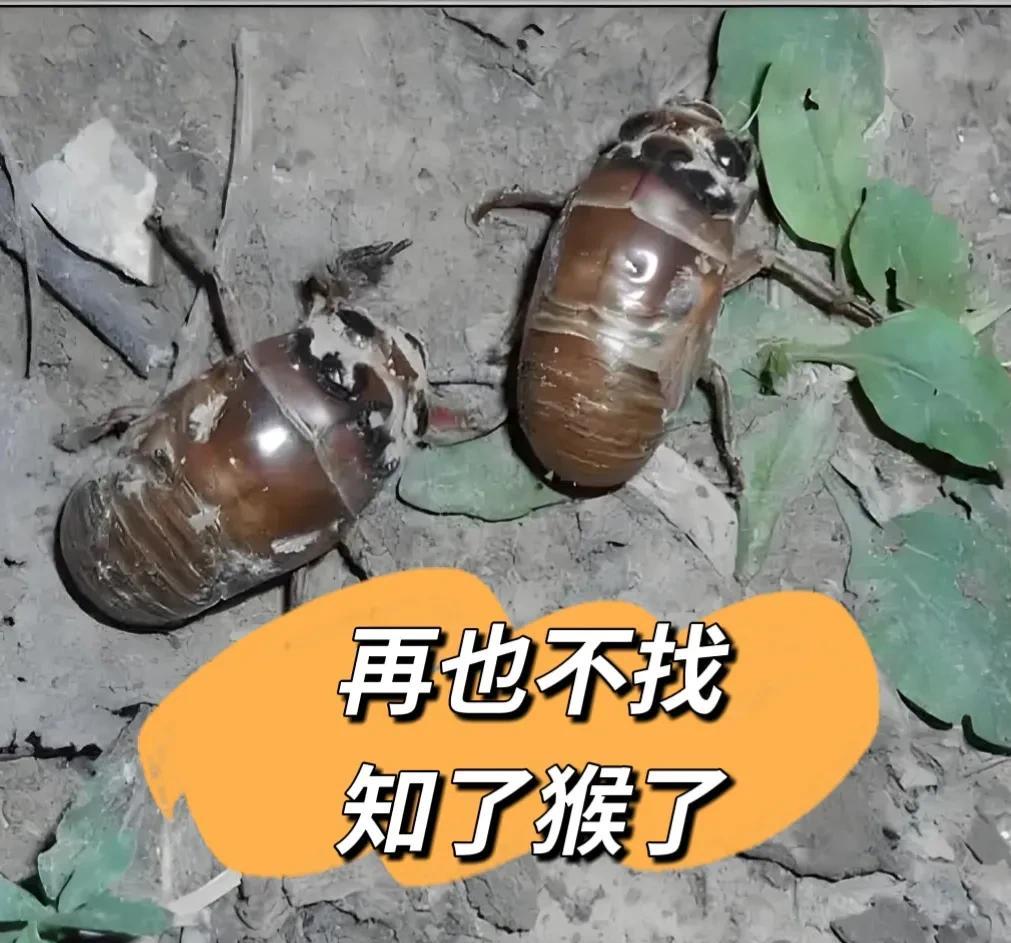 今天看到一个新闻，我担心了，再也不出去找知了猴了。花蚊子又开始做妖了。7月19
