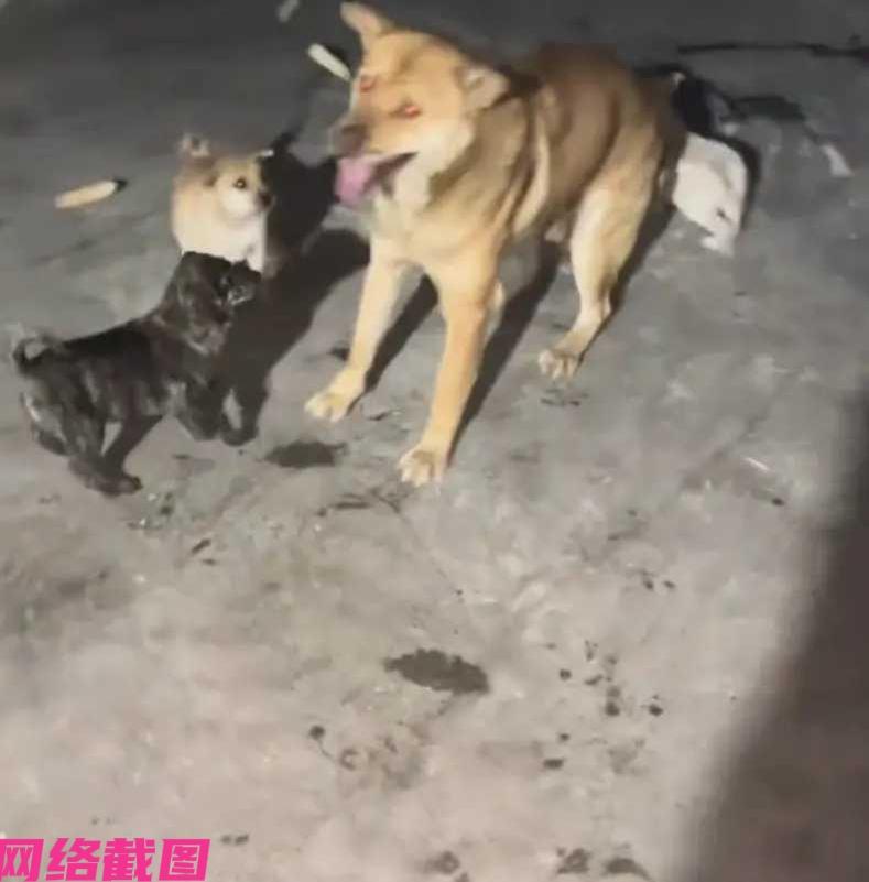 某个男子在吃饭时，突然感觉自己一个人过于无聊，一眼看到自家的狗狗也在，这不把狗狗