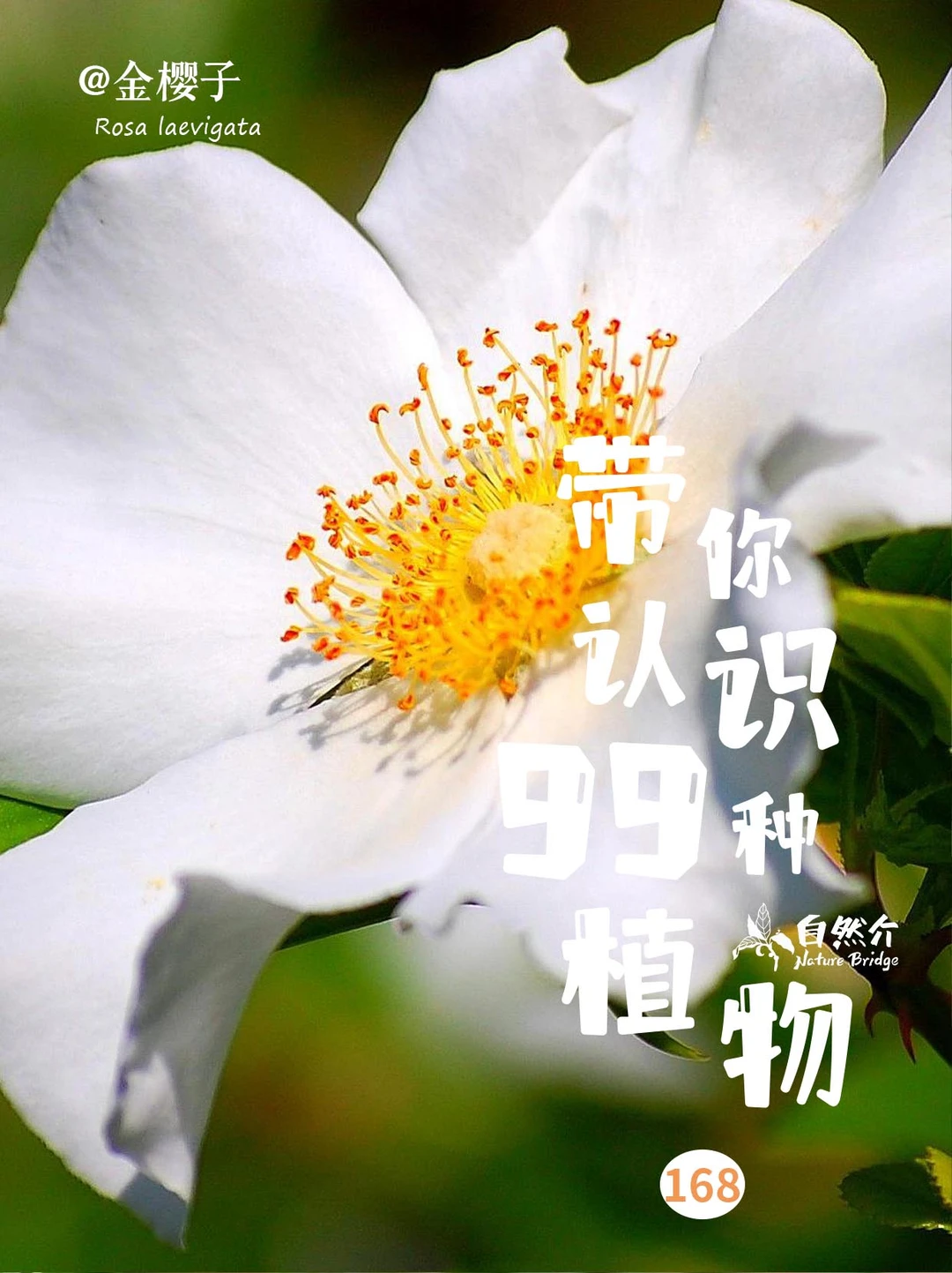 带你认识99种植物