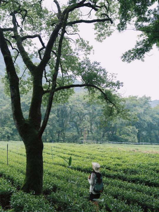 雨后的九溪，是一个巨大的能量场🌿
