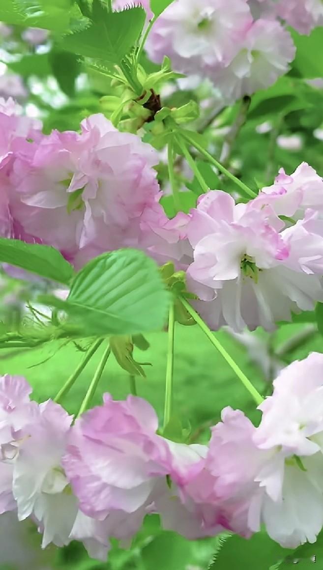 分手见人品，女子的老公由于长年将赚的钱都交给婆婆，女子越想越闹心，就提出了离婚。